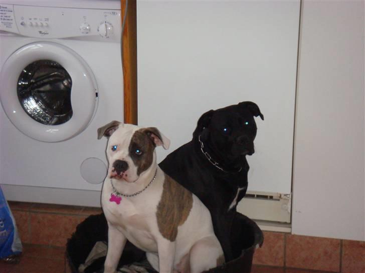 Amerikansk bulldog Chica - Mig og min bedste ven Rollo :-)  (blanding af arm. bulldog og labrador.) billede 9
