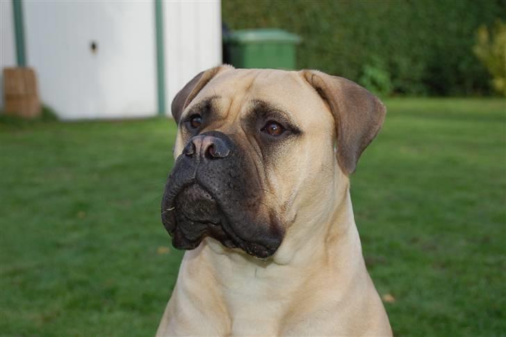 Bullmastiff Bullsaint's afra  billede 12