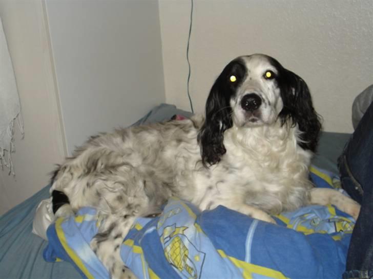 Field Trial spaniel Zenta billede 1