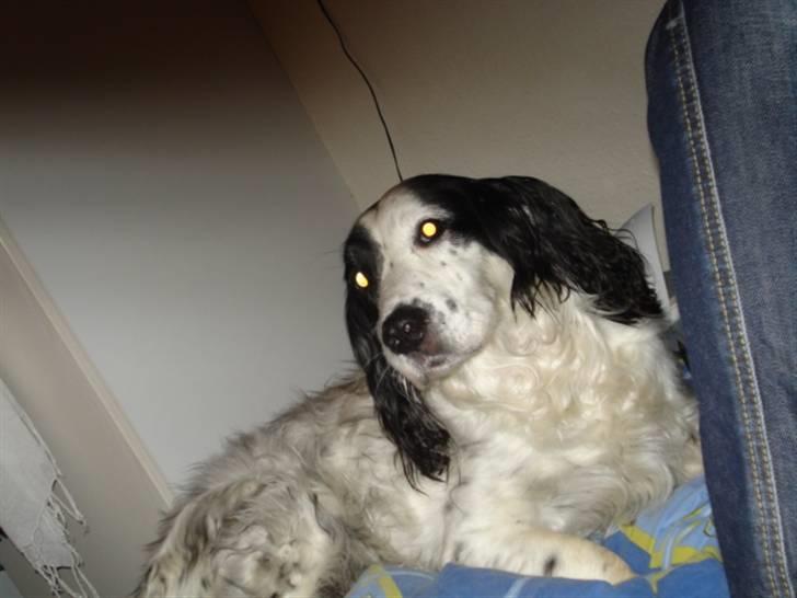 Field Trial spaniel Zenta billede 2