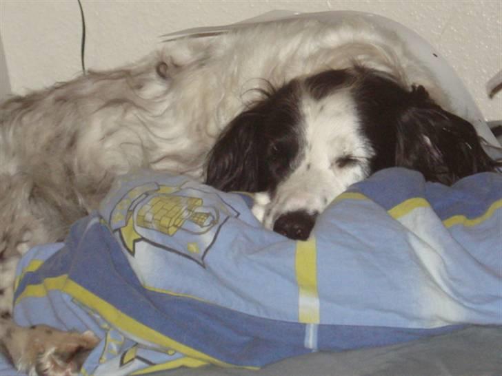 Field Trial spaniel Zenta billede 4