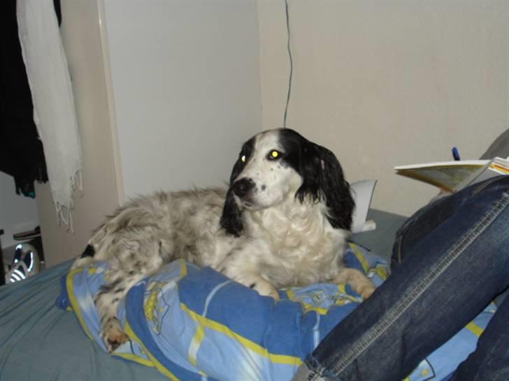 Field Trial spaniel Zenta billede 5