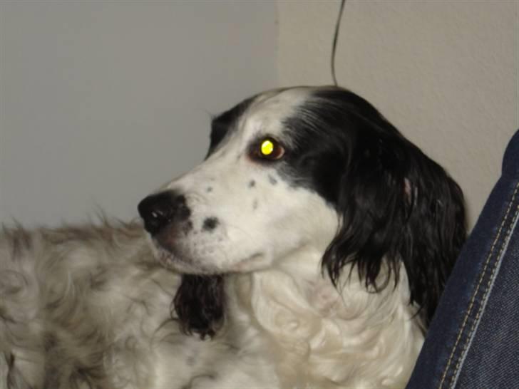 Field Trial spaniel Zenta billede 6