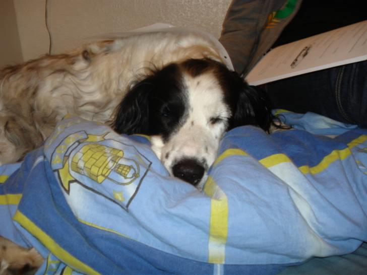 Field Trial spaniel Zenta billede 7