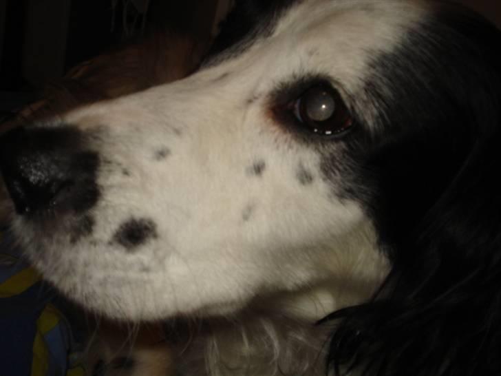 Field Trial spaniel Zenta billede 8