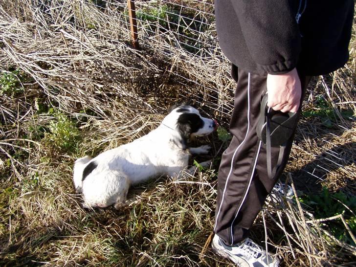 Field Trial spaniel Zenta billede 9