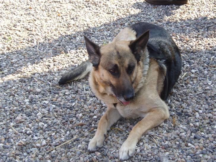 Hvid schæfer Prik (JUNGLENS MIE - Vores gamle hund Sitta skulle lære Prik at være en god hund, men havde hende kun kort tid billede 11