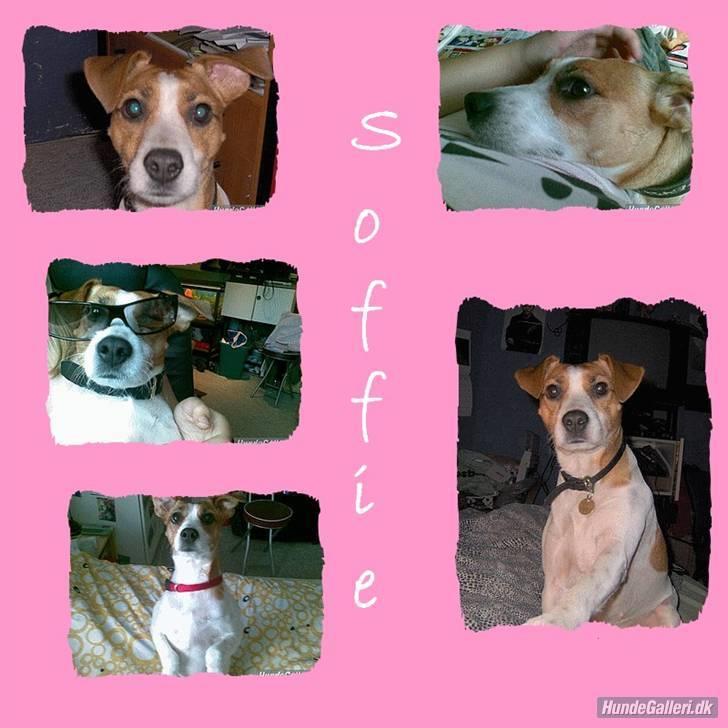 Blanding af racer Soffie (forældres hund) billede 10