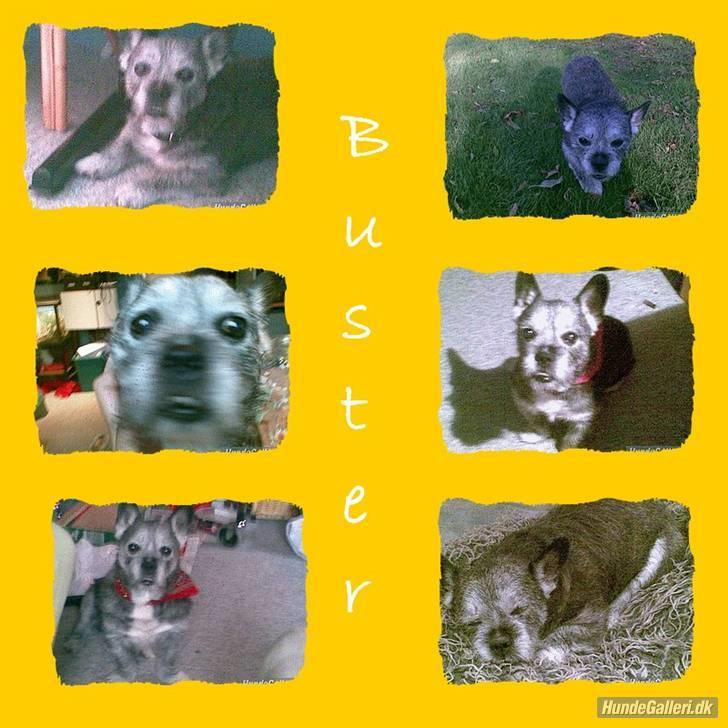 Blanding af racer Buster R.I.P. billede 10