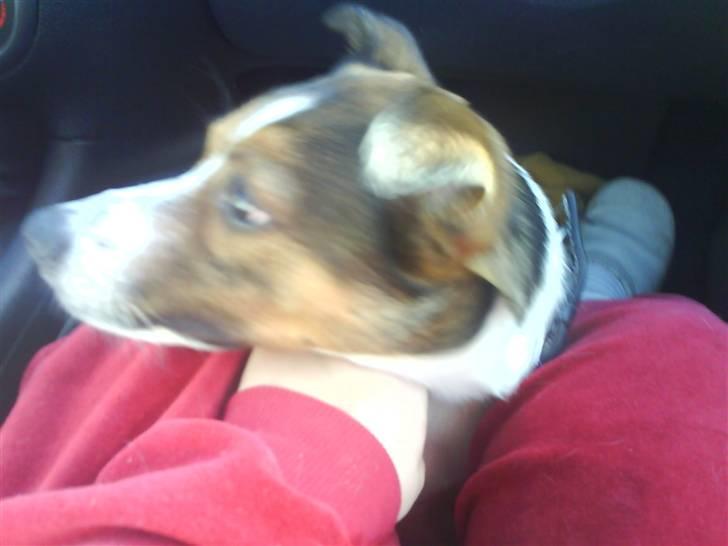 Blanding af racer Charlie - jeg er ude og køre bil... HADER det...! billede 3