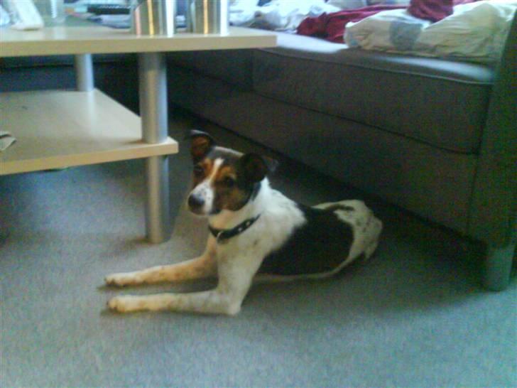 Blanding af racer Charlie - Se lige mig... Hihi billede 4