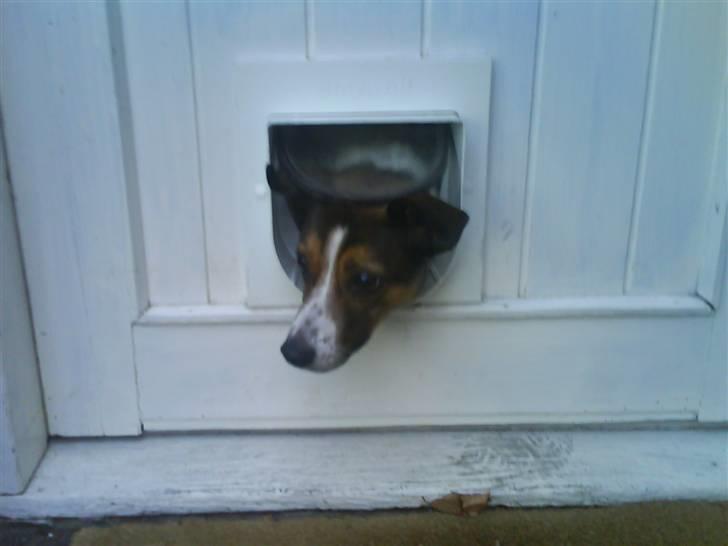 Blanding af racer Charlie - det ser lidt surt ud...! billede 7