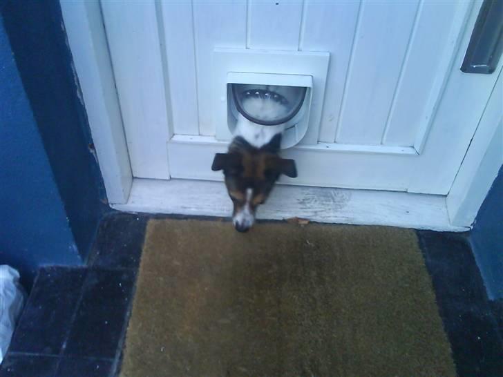 Blanding af racer Charlie - hvis katten kan, kan jeg også billede 8