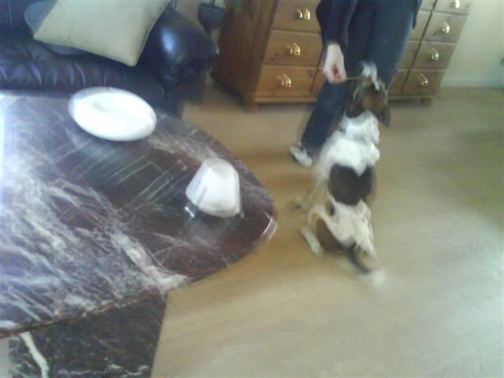 Blanding af racer Charlie - Er særlig glad for mormor, hun giver godbider.. Mmmmm... Men min mor er bedst billede 9