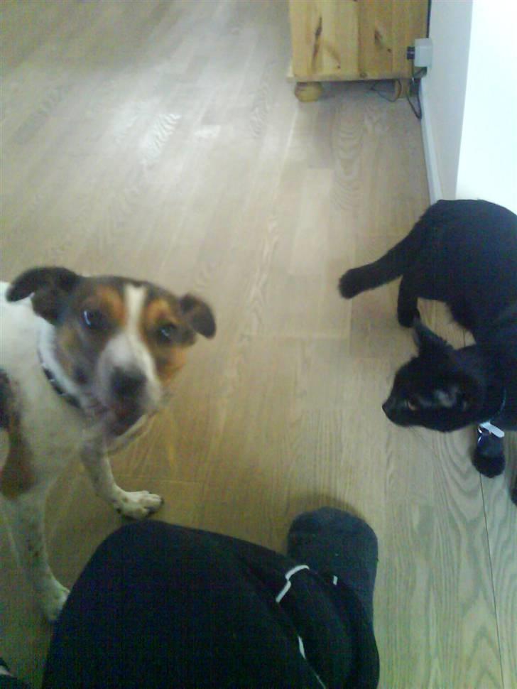 Blanding af racer Charlie - sig til katten den skal stoppe mor....!!! billede 10