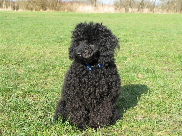 Dværgpuddel Enzo - ½ år gammel billede 12