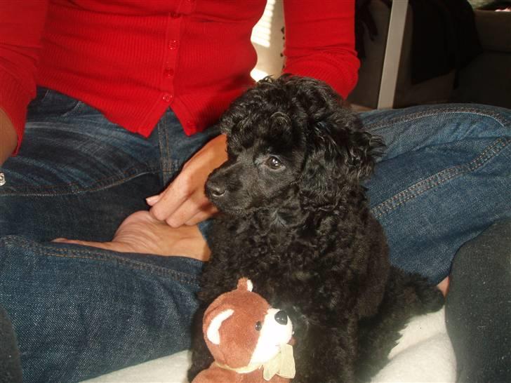 Dværgpuddel Enzo - 10 uger gammel billede 13