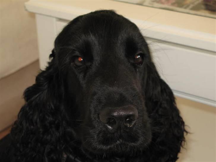 Cocker spaniel Balder billede 12