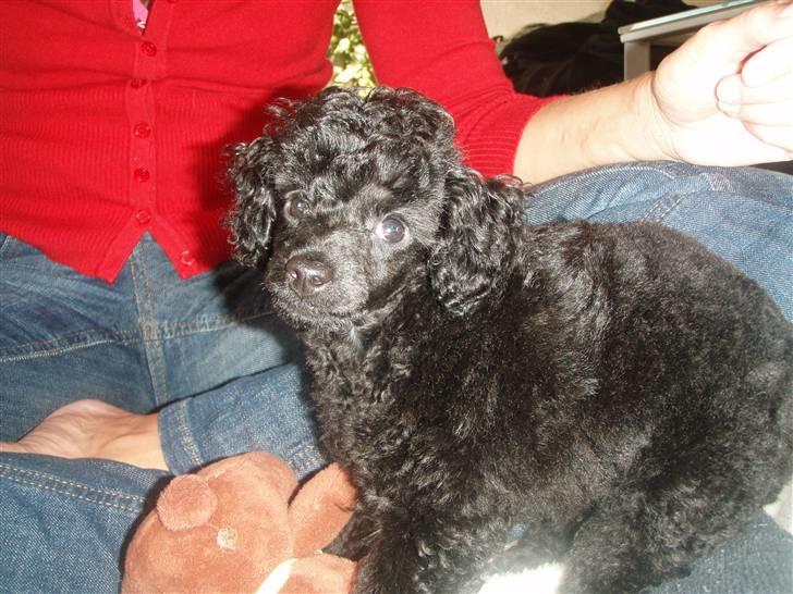 Dværgpuddel Enzo - 10 uger gammel billede 14