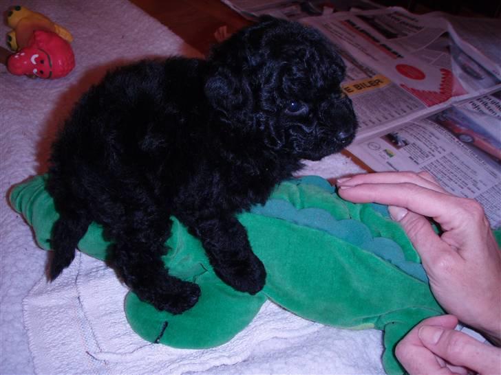 Dværgpuddel Enzo - 6 uger gammel billede 15