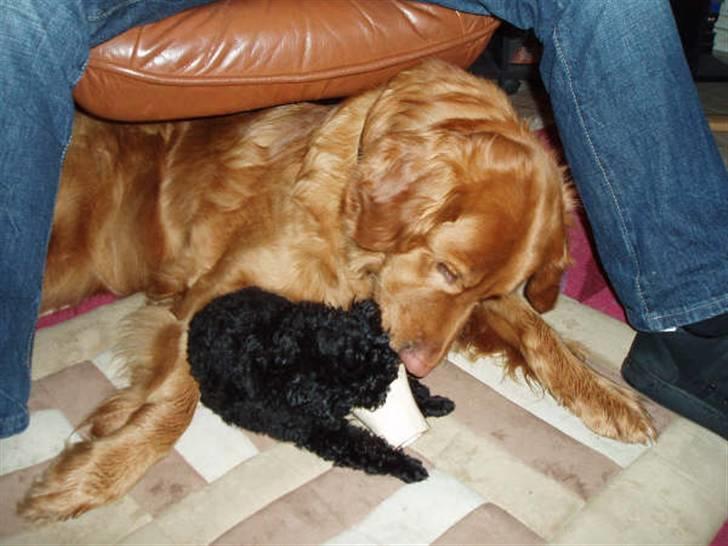 Dværgpuddel Enzo - Min store veninde Mille..... billede 16