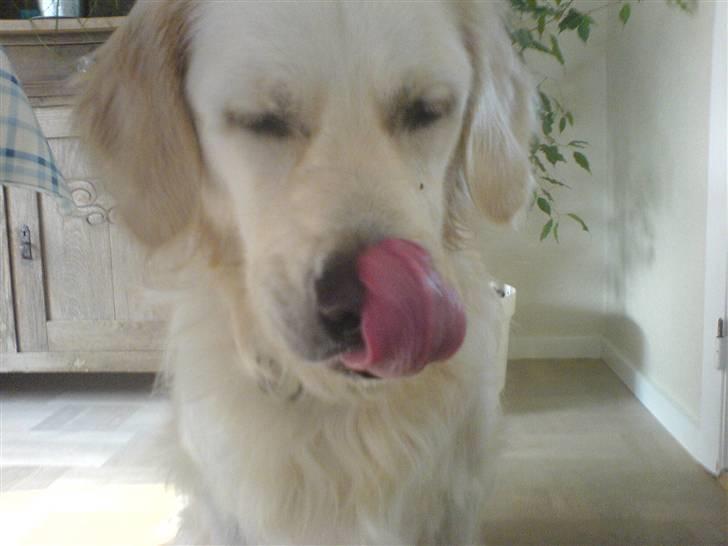 Golden retriever Max (Pepper) - MMM! Mores dejlige hunde godbider smager skønt billede 1