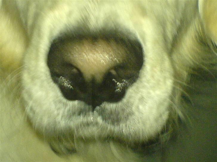 Golden retriever Max (Pepper) - Min supper detektiv næse billede 2