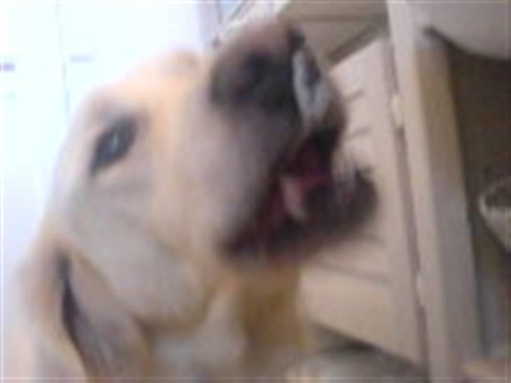 Golden retriever Max (Pepper) - Skal vi pjæfffe om kap? billede 3