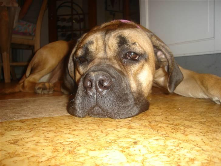 Cane corso malou billede 1