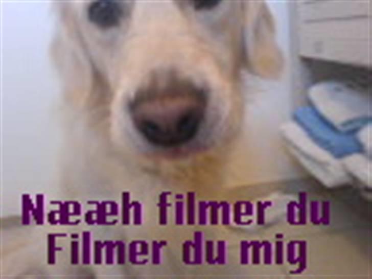 Golden retriever Max (Pepper) billede 4