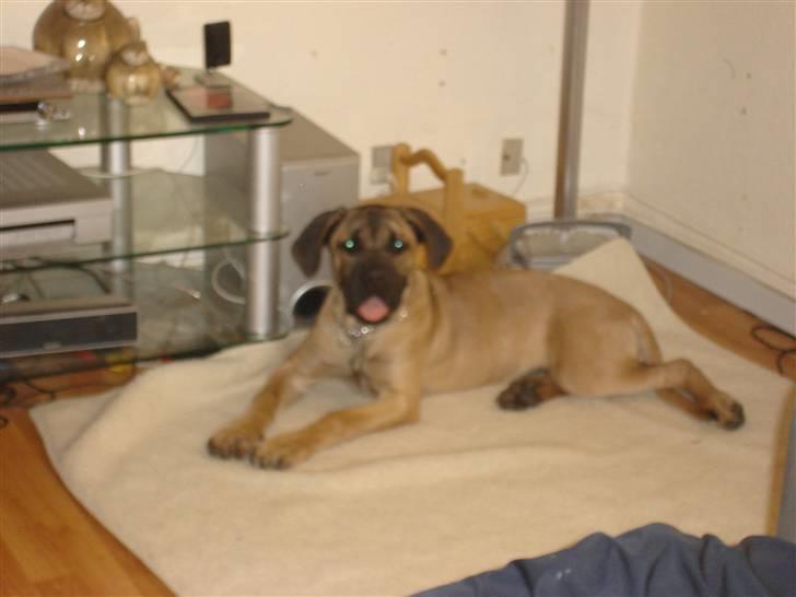 Cane corso malou billede 2