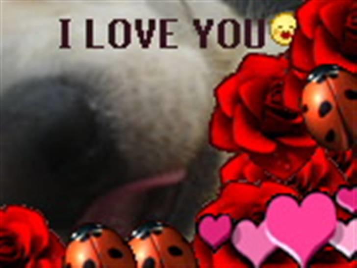 Golden retriever Max (Pepper) billede 5