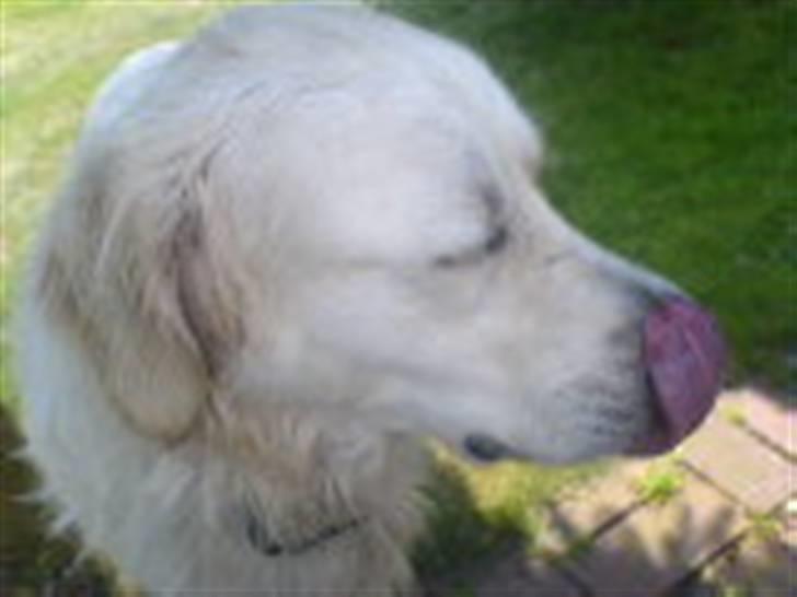 Golden retriever Max (Pepper) - Slikker bare sol billede 6