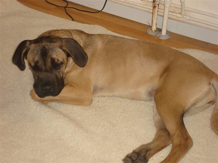 Cane corso malou billede 3