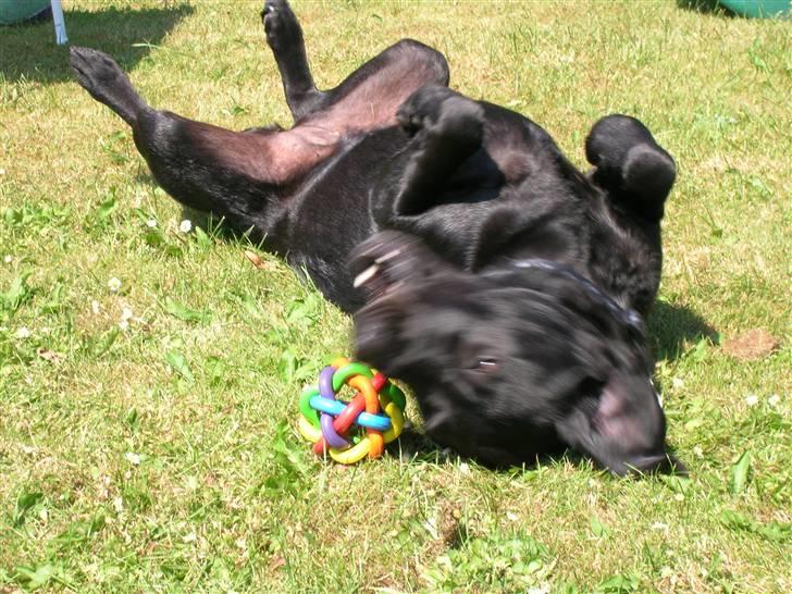 Labrador retriever Emma - Emma fik en ny blod, og den skulle da indvies! billede 7