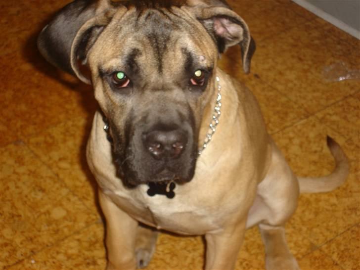 Cane corso malou billede 4
