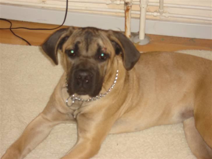 Cane corso malou billede 5