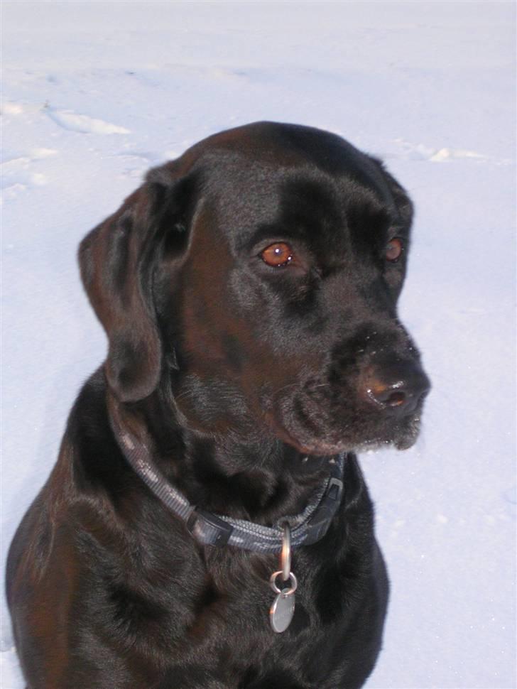 Labrador retriever Emma - Min smukke pige i sneen billede 8