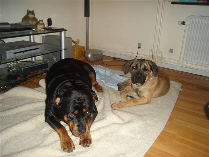 Cane corso malou billede 6