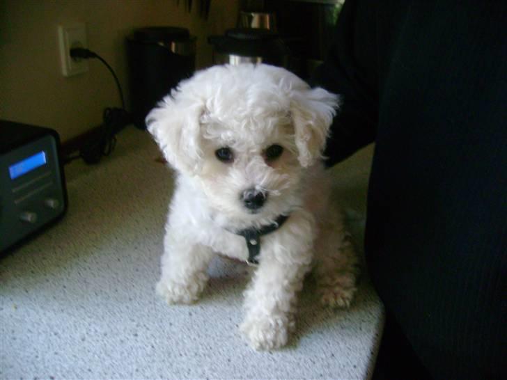 Bichon à poil frisé Lucy stars White Nimbus - Ny sele SÅDAN! billede 10