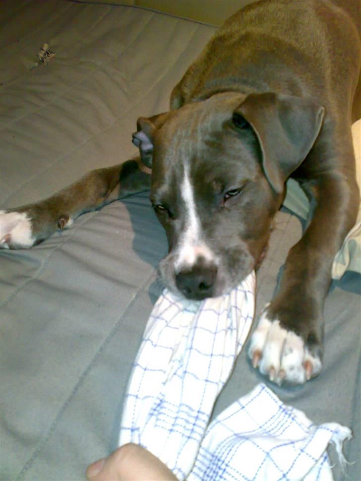 Amerikansk staffordshire terrier Alonso billede 14