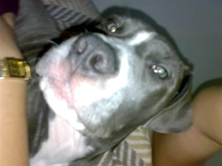 Amerikansk staffordshire terrier Alonso billede 15