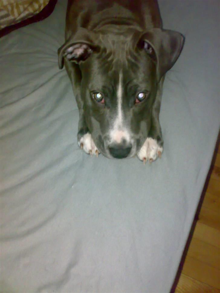 Amerikansk staffordshire terrier Alonso billede 16