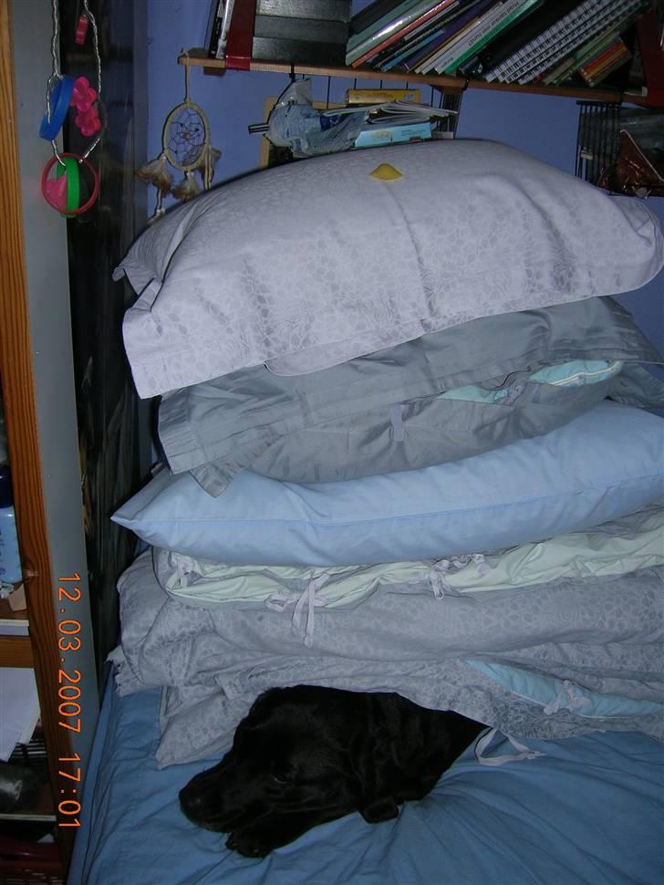 Labrador retriever Emma - Prinsessen under pastaen billede 9