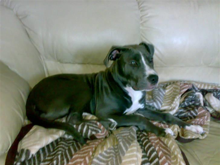 Amerikansk staffordshire terrier Alonso billede 17