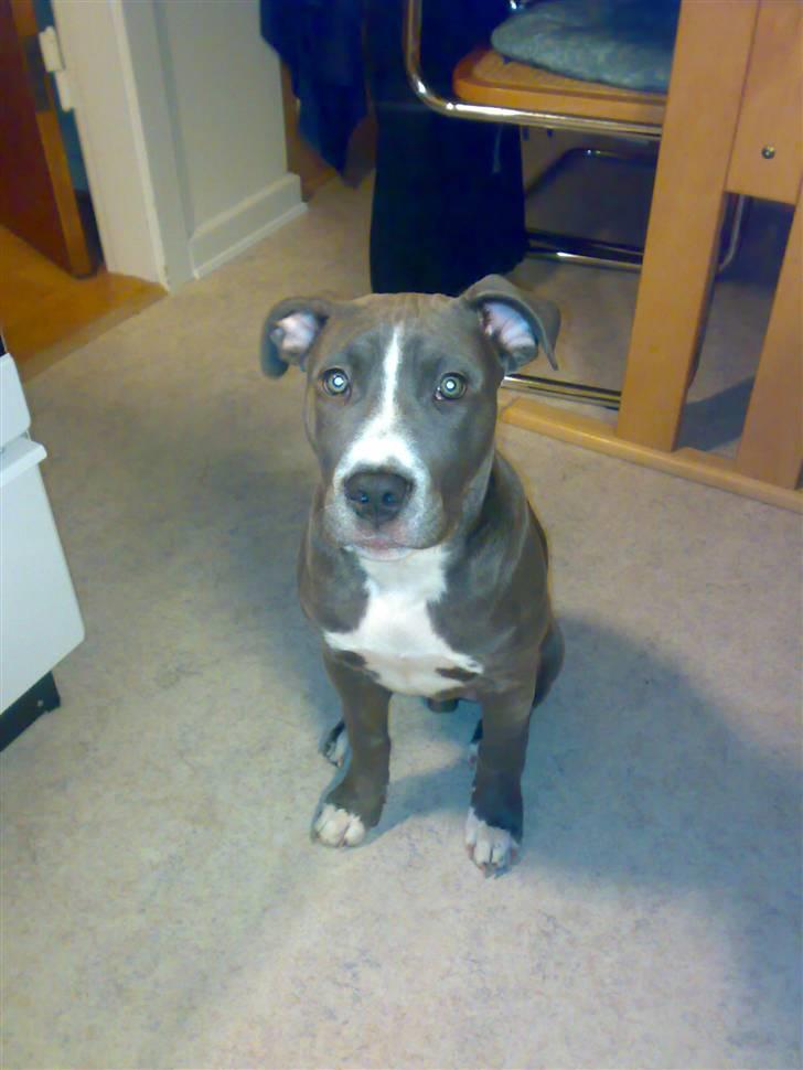 Amerikansk staffordshire terrier Alonso billede 18