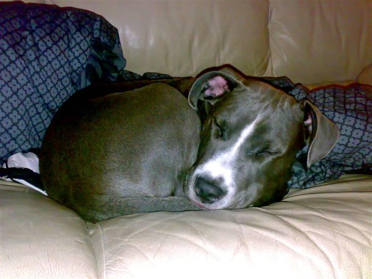 Amerikansk staffordshire terrier Alonso billede 19