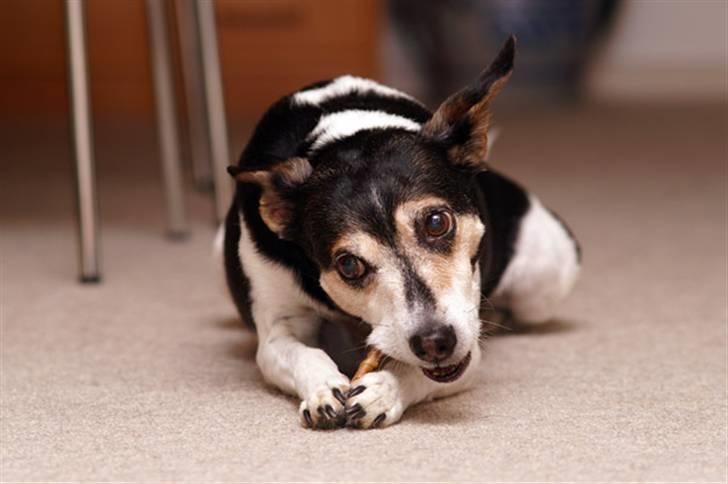 Dansk svensk gaardhund Knirke  - Mums! billede 1