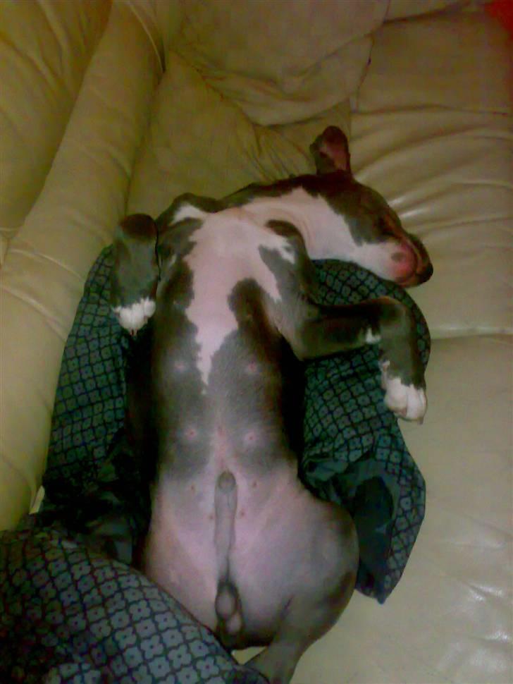 Amerikansk staffordshire terrier Alonso billede 20