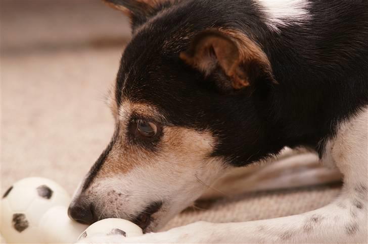 Dansk svensk gaardhund Knirke  - Knirke med hendes elskede Piv Piv :) billede 2